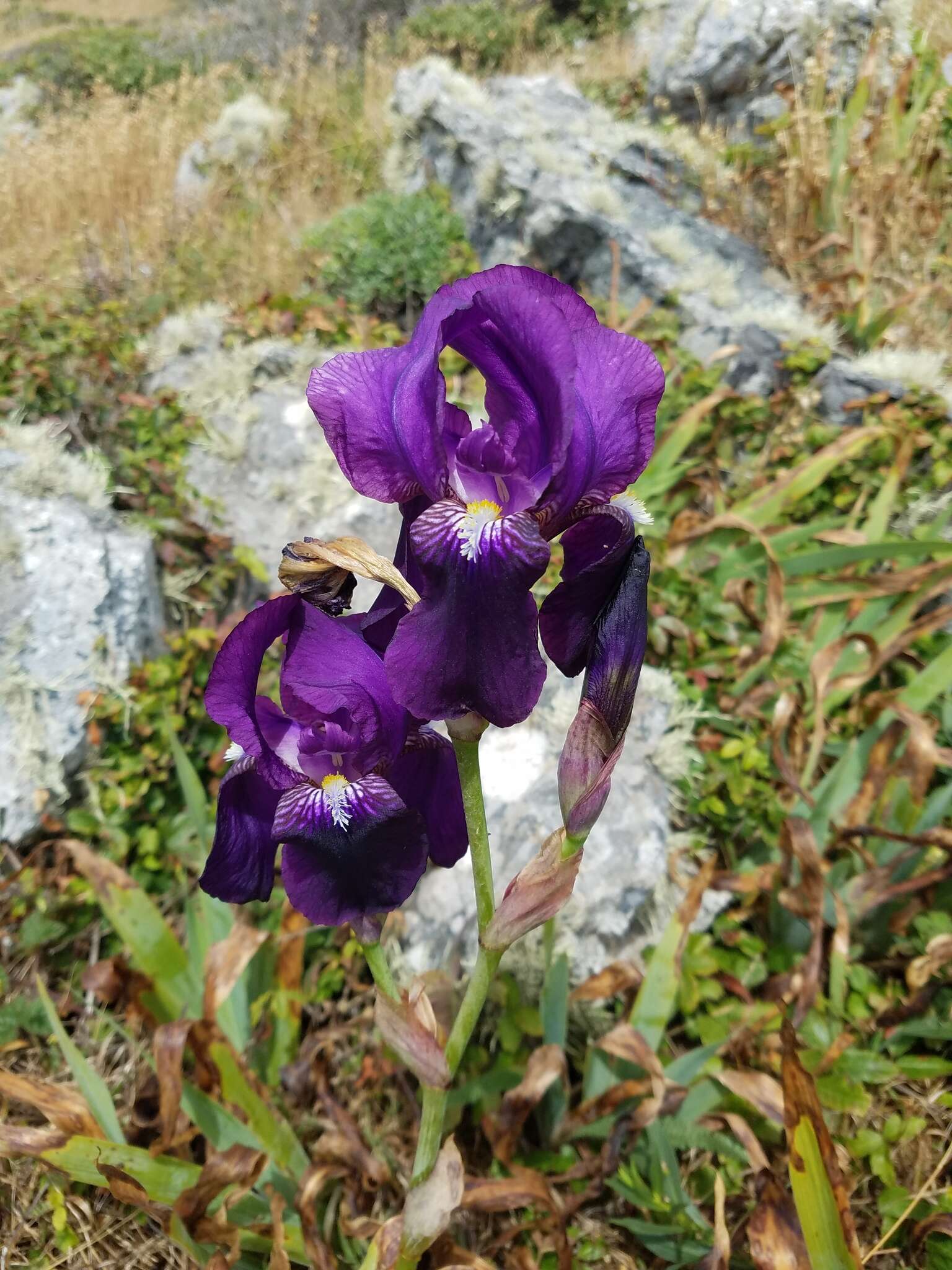 Image of German iris