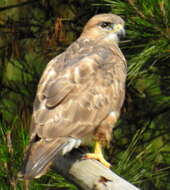 Imagem de Buteo trizonatus Rudebeck 1957