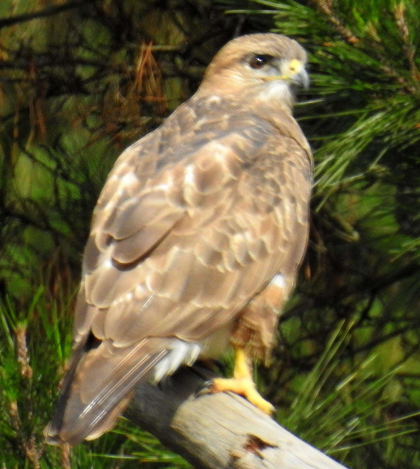 Image of Forest Buzzard