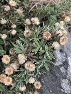 Image of Helichrysum confertifolium Klatt