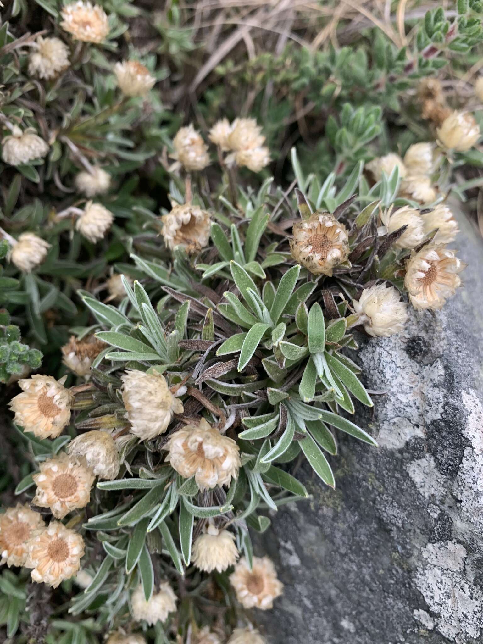 Image of Helichrysum confertifolium Klatt