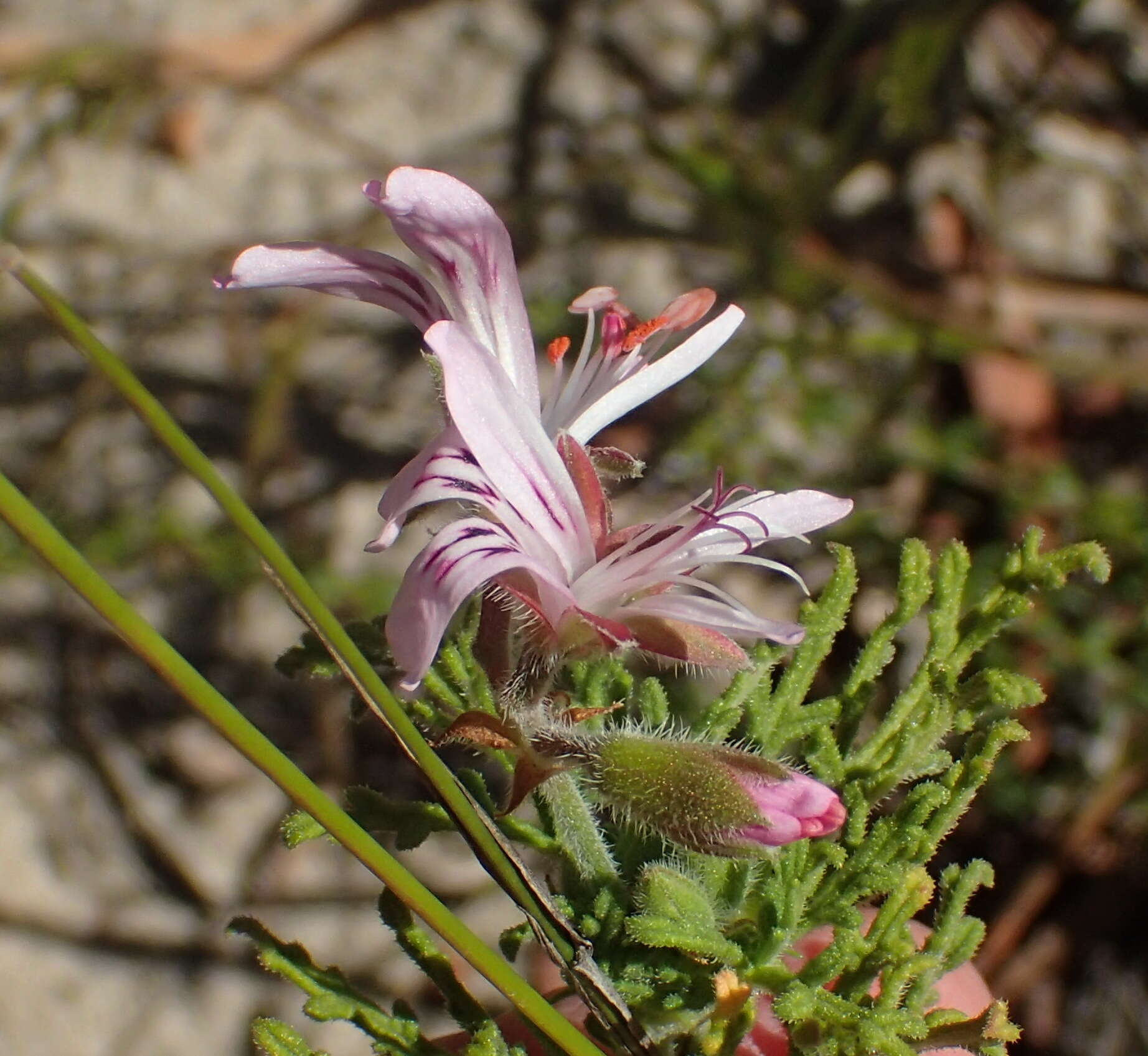 Image of rasp-leaf pelargonium