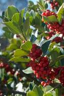 Image of English holly