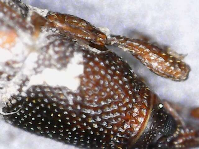 Image of rice weevil