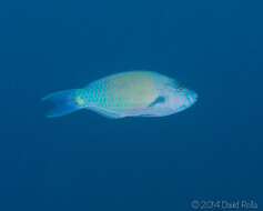 Image of Batavian Parrotfish