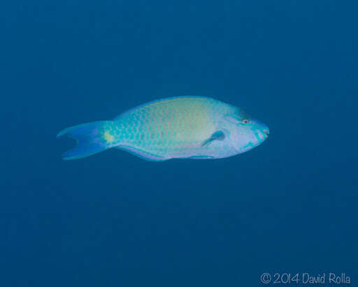 Image of Batavian Parrotfish