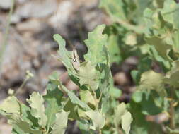 Melanoplus discolor (Scudder & S. H. 1878)的圖片