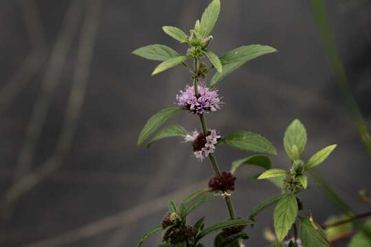 Image of wild mint