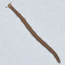 Image of Millipede