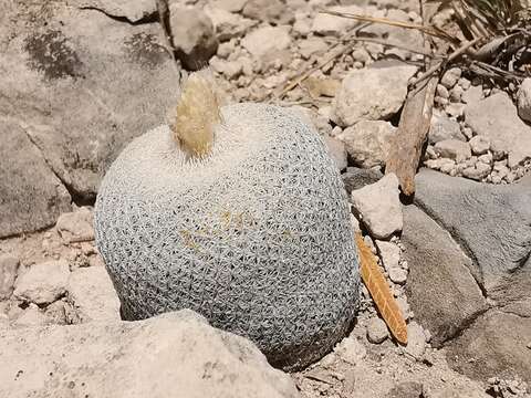 Image of <i>Epithelantha ilariae</i>