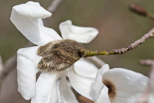 Image of Kobus magnolia