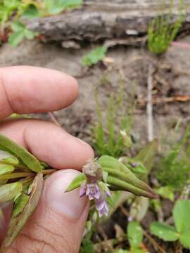 Image of autumn dwarf gentian