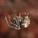 Imagem de Araneus tetraspinulus (Yin, Wang, Xie & Peng 1990)