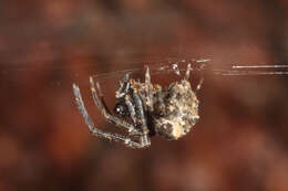 Imagem de Araneus tetraspinulus (Yin, Wang, Xie & Peng 1990)