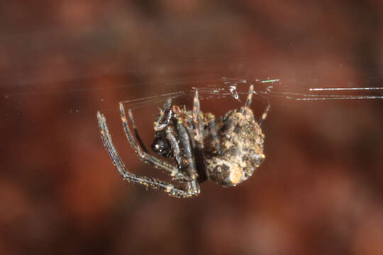 Imagem de Araneus tetraspinulus (Yin, Wang, Xie & Peng 1990)