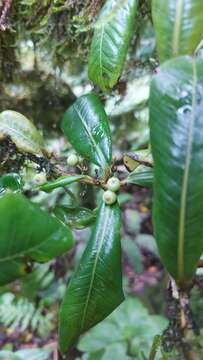 Image of Heberdenia excelsa (Ait.) Banks ex Roem. & Schult.