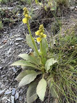 Image of Verbascum thapsus subsp. crassifolium (Lam.) Murb.