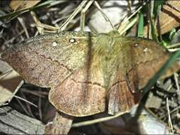 Image of Anthela connexa (Walker 1855)