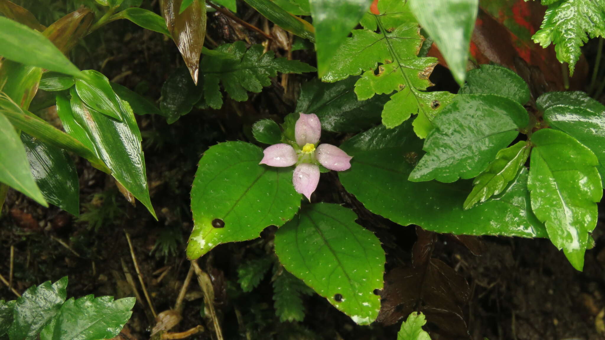 Image of Sarcopyramis napalensis Wall.