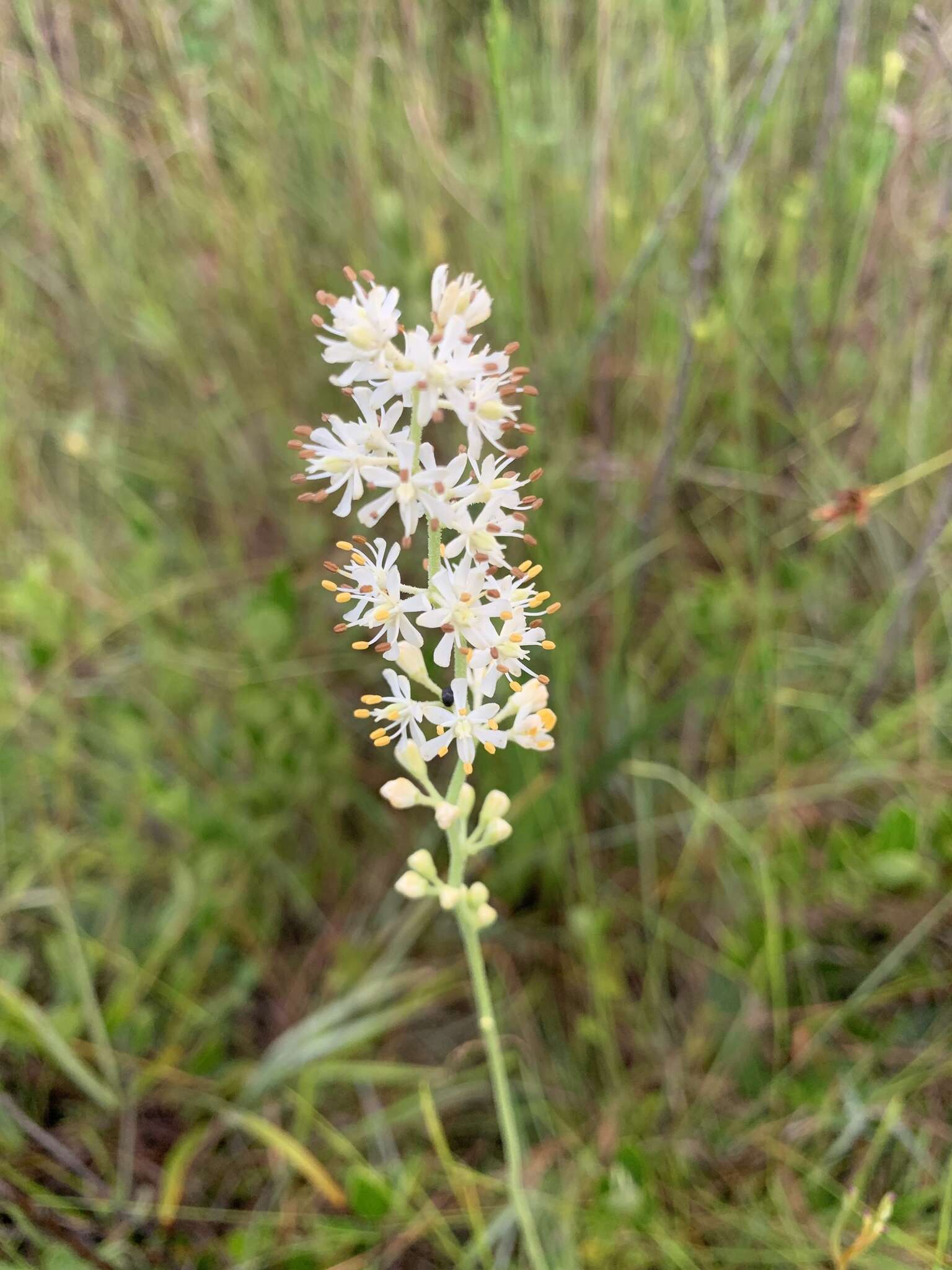 Image of coastal false asphodel