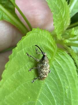 Image of Curculio venosus (Gravenhorst 1807)