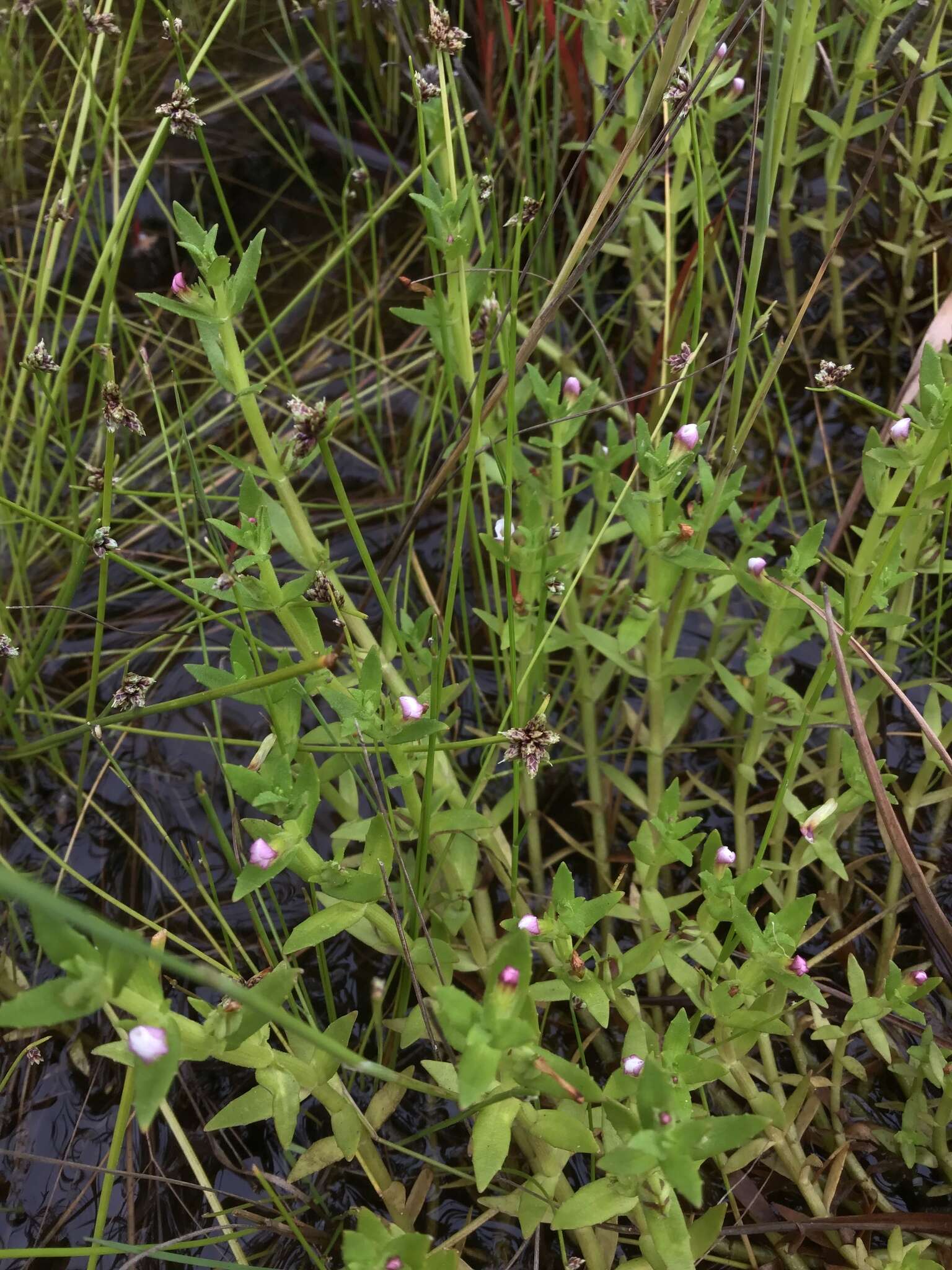 Image de Gratiola pubescens R. Br.