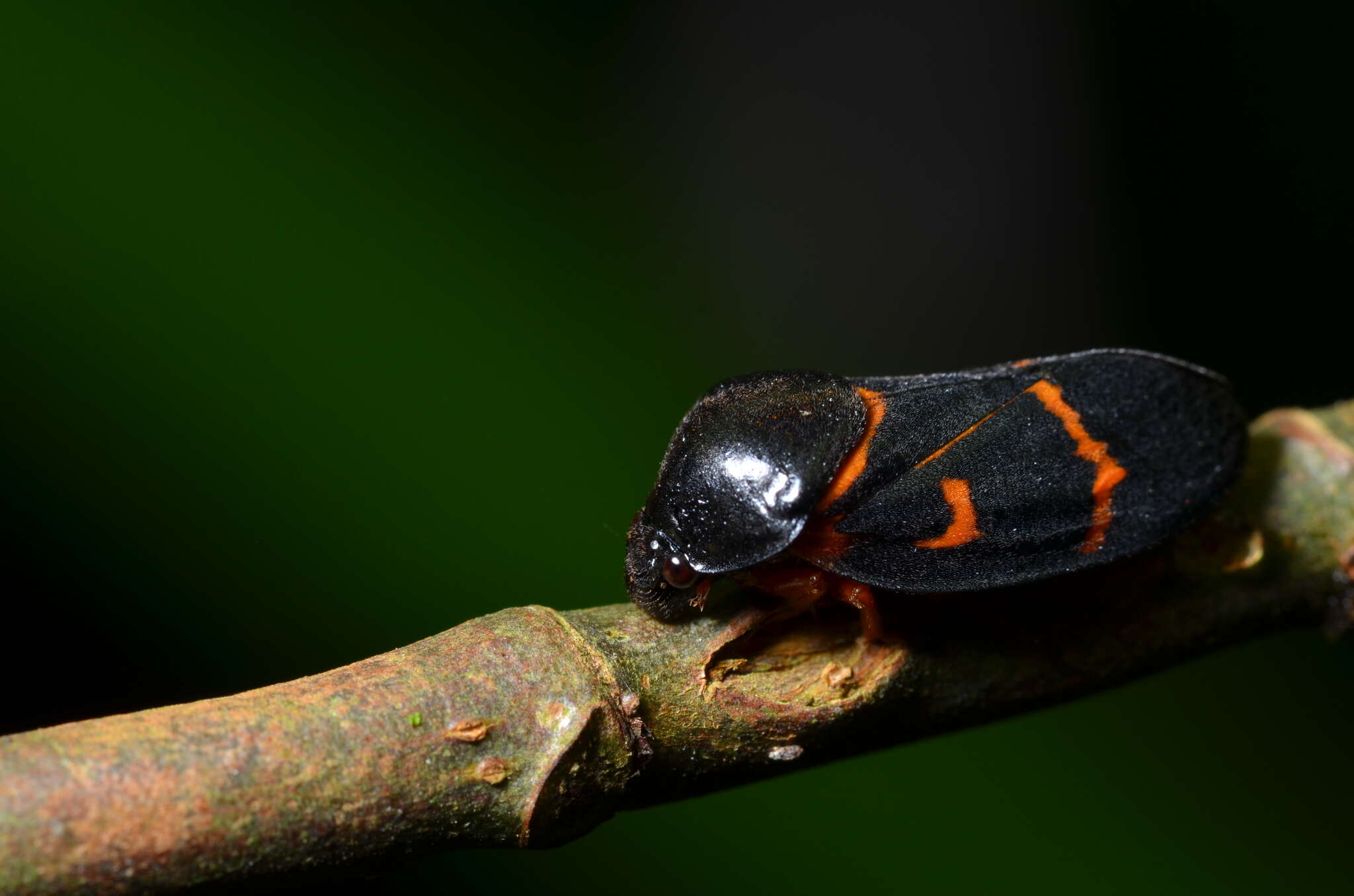 Image of Okiscarta uchidae (Matsumura 1906)