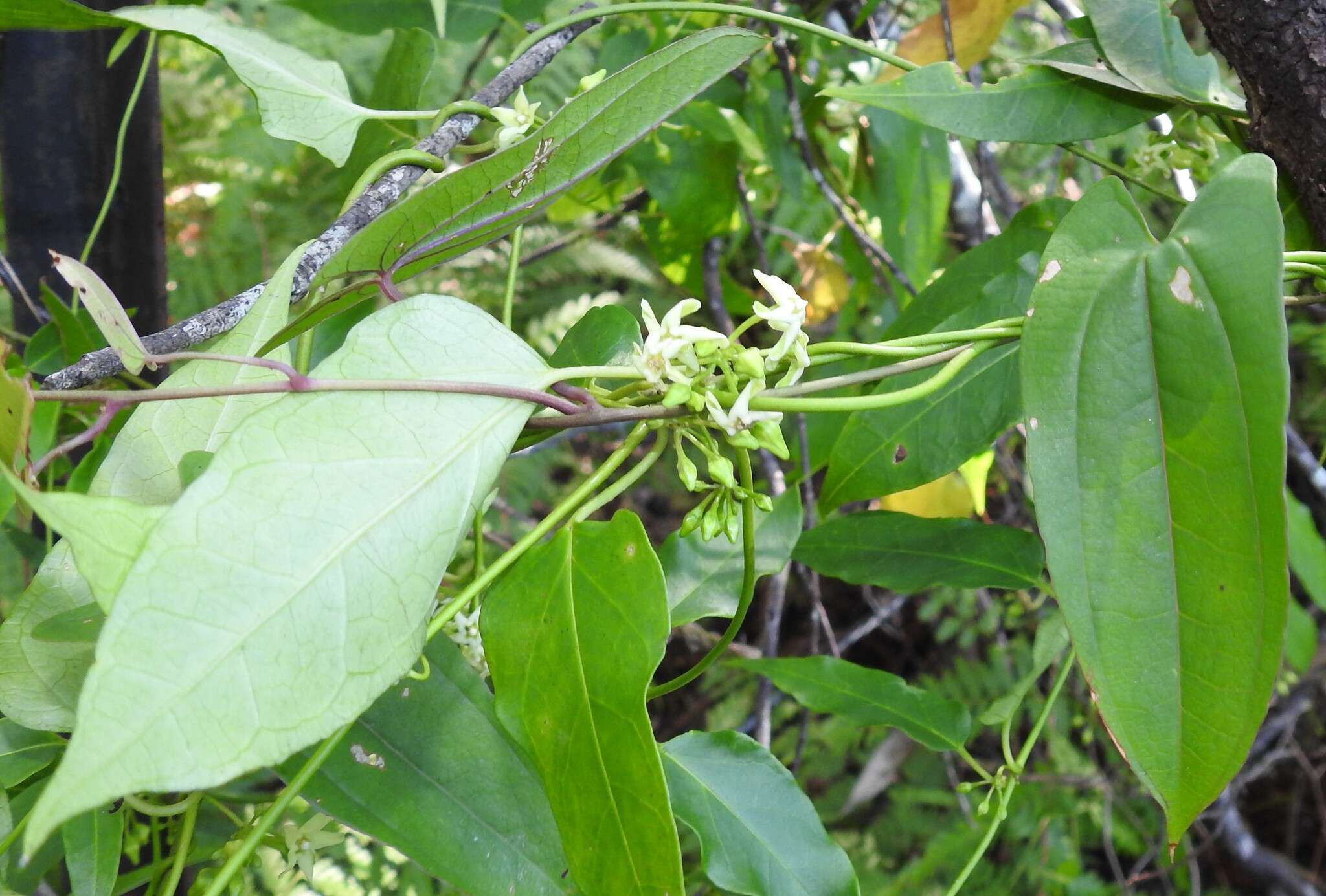 صورة Leichhardtia longiloba (Benth.) P. I. Forst.