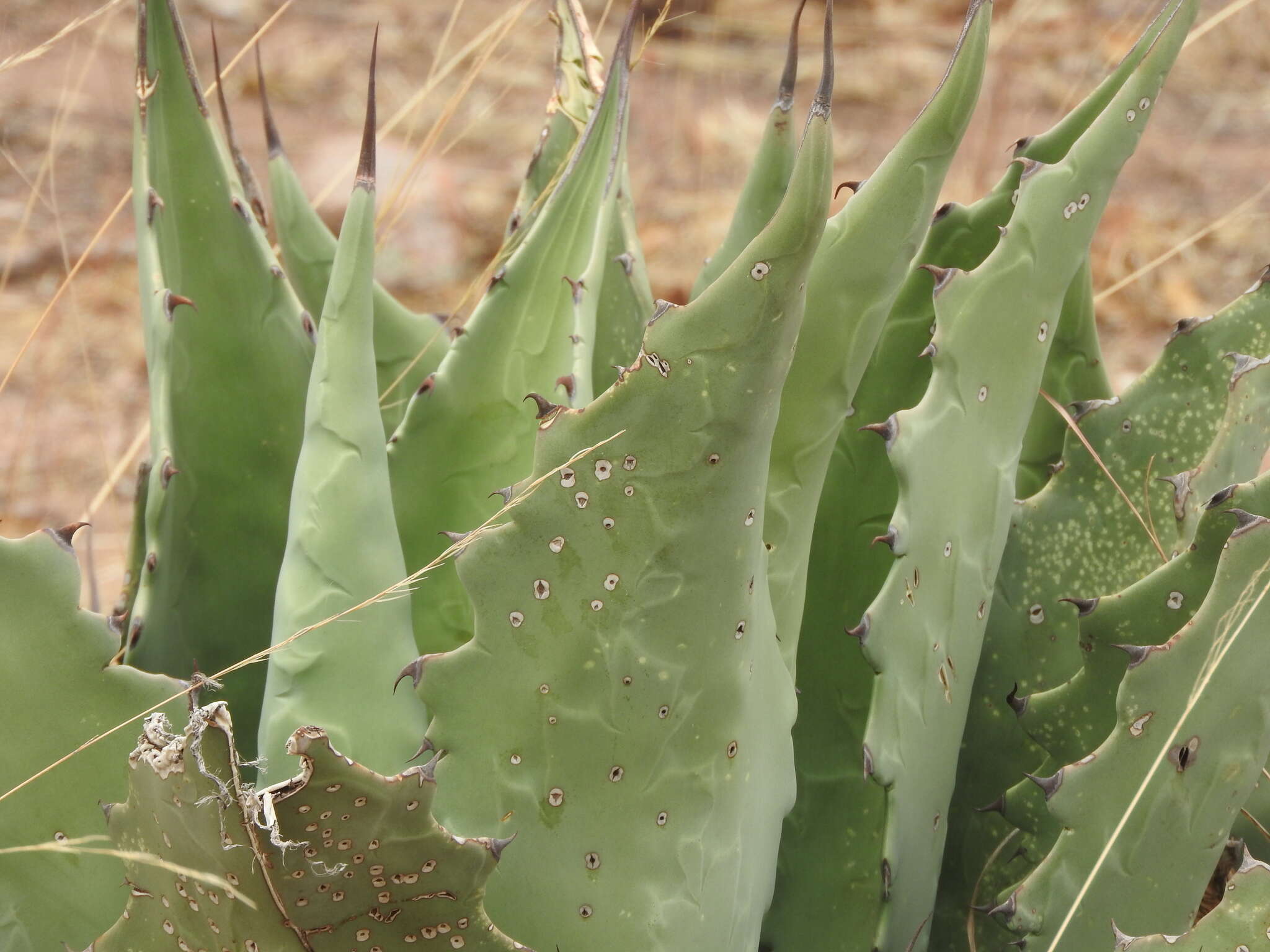 Image of Agave durangensis Gentry