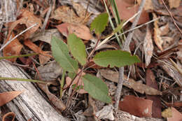 Image of Eucalyptus globoidea Blakely