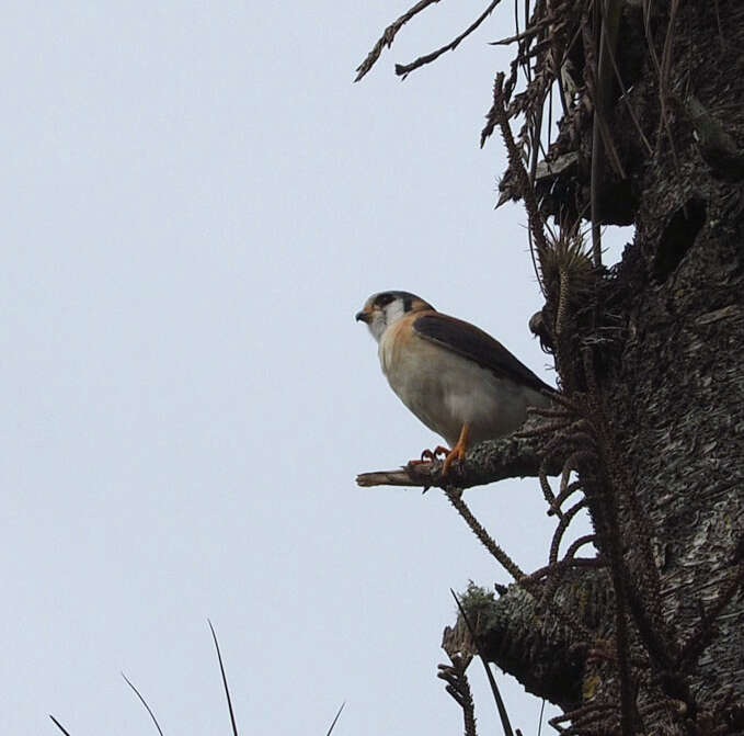 Image of Falco sparverius sparverioides Vigors 1827