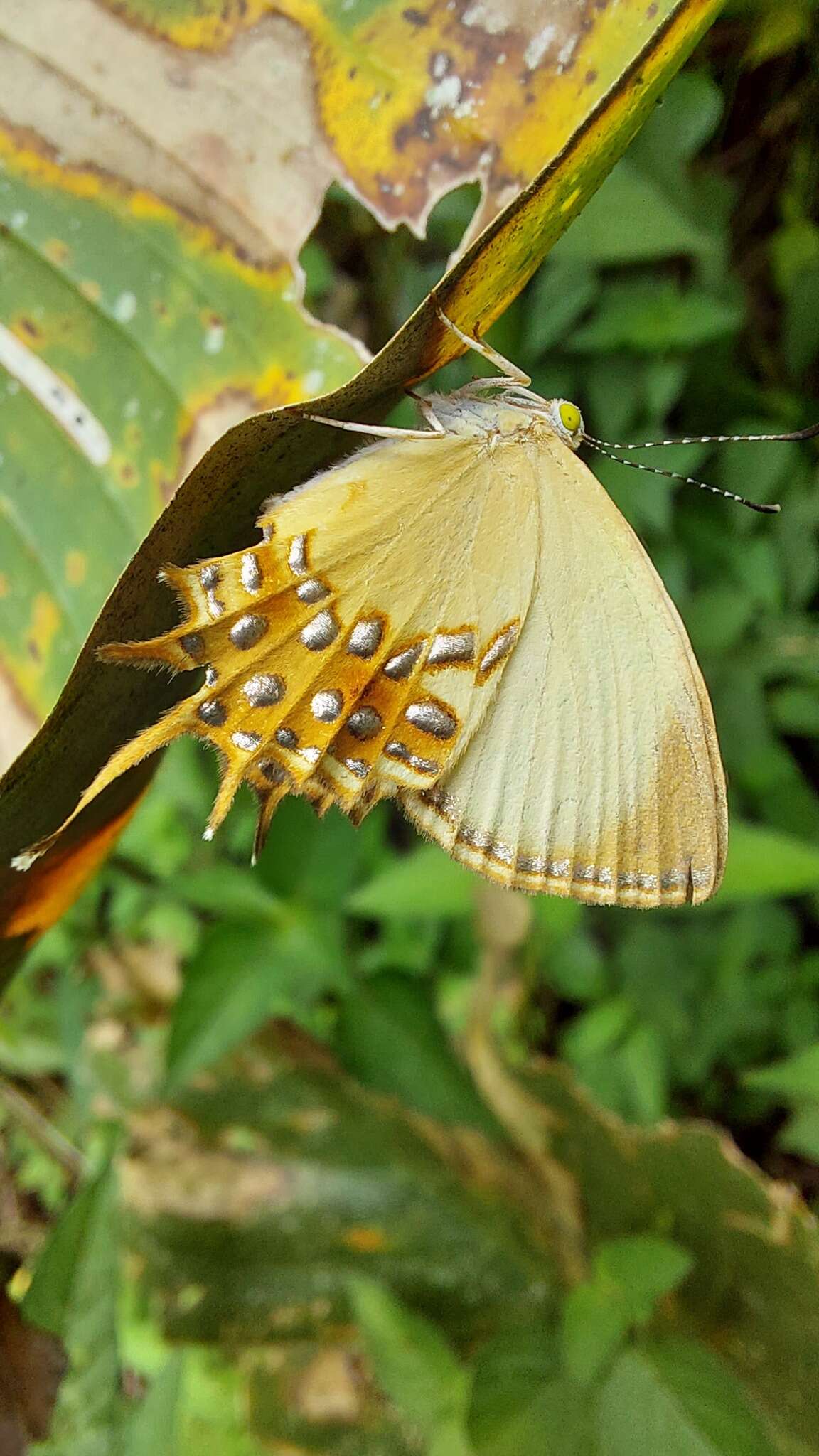 Image of Helicopis cupido Linnaeus 1758