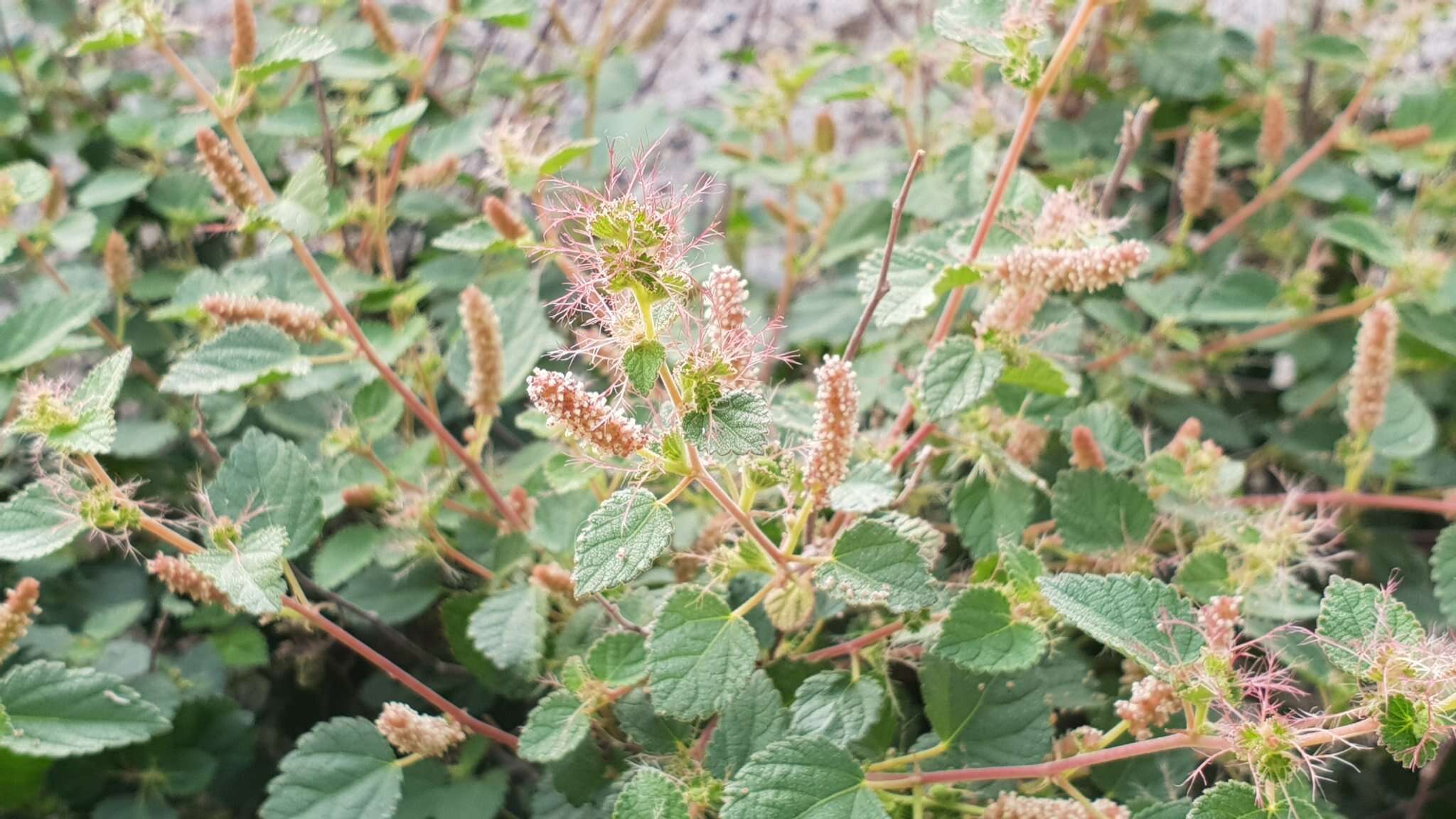 Image of California copperleaf