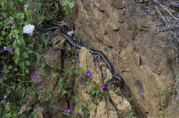 Image of California whipsnake