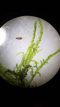 Image of New England bryhnia moss