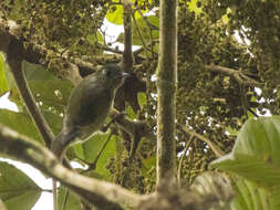 Image of Olive-striped Flycatcher