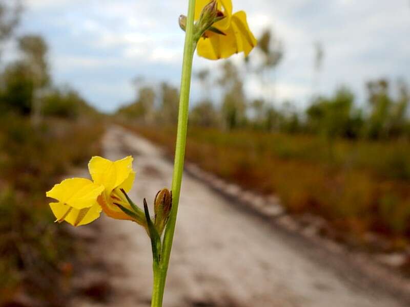 Слика од Goodenia stelligera R. Br.