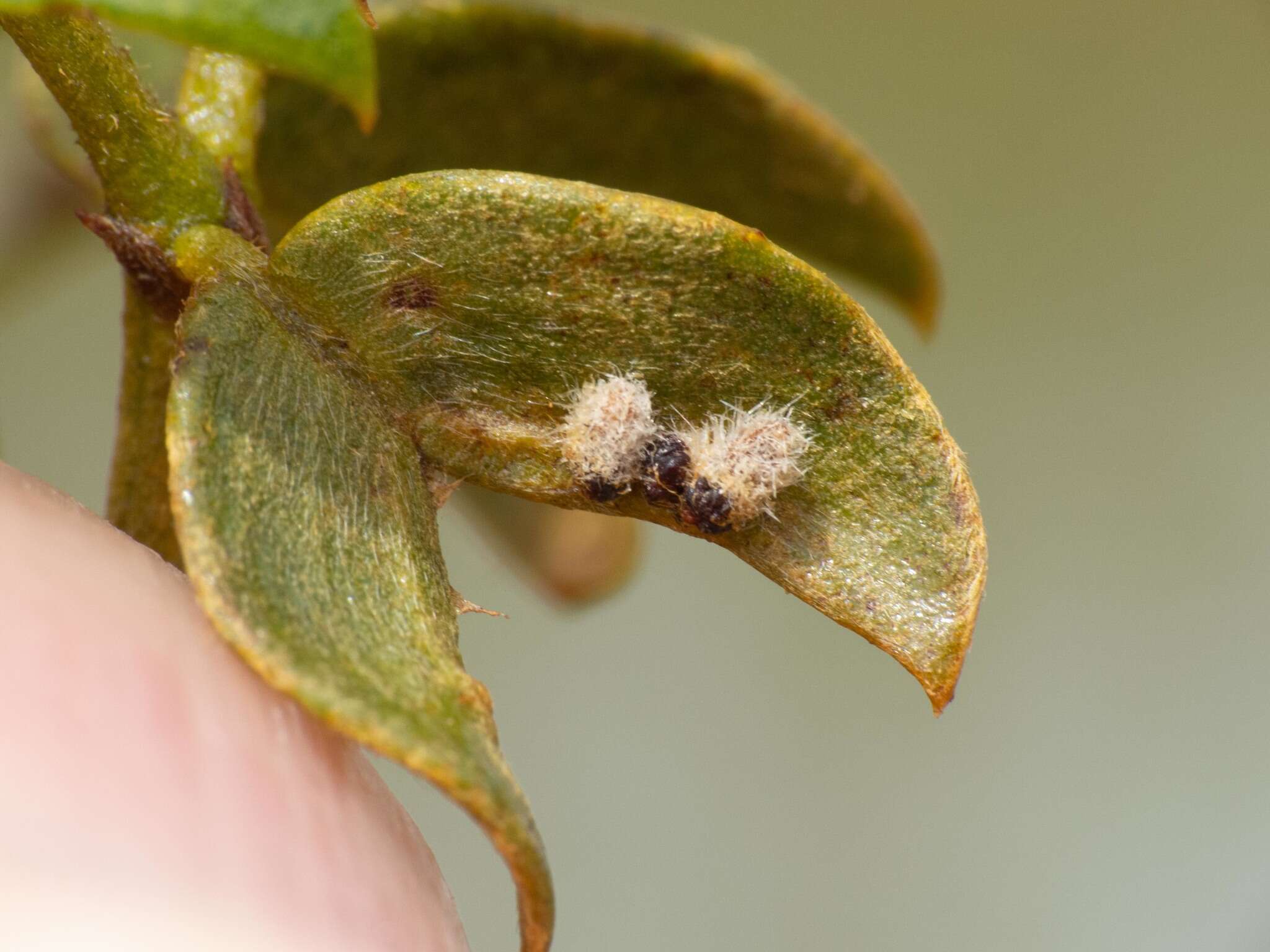 Image de Asphondylia barbata Gagne 1990