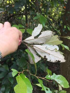 Plancia ëd Styrax suberifolius Hook. & Arn.