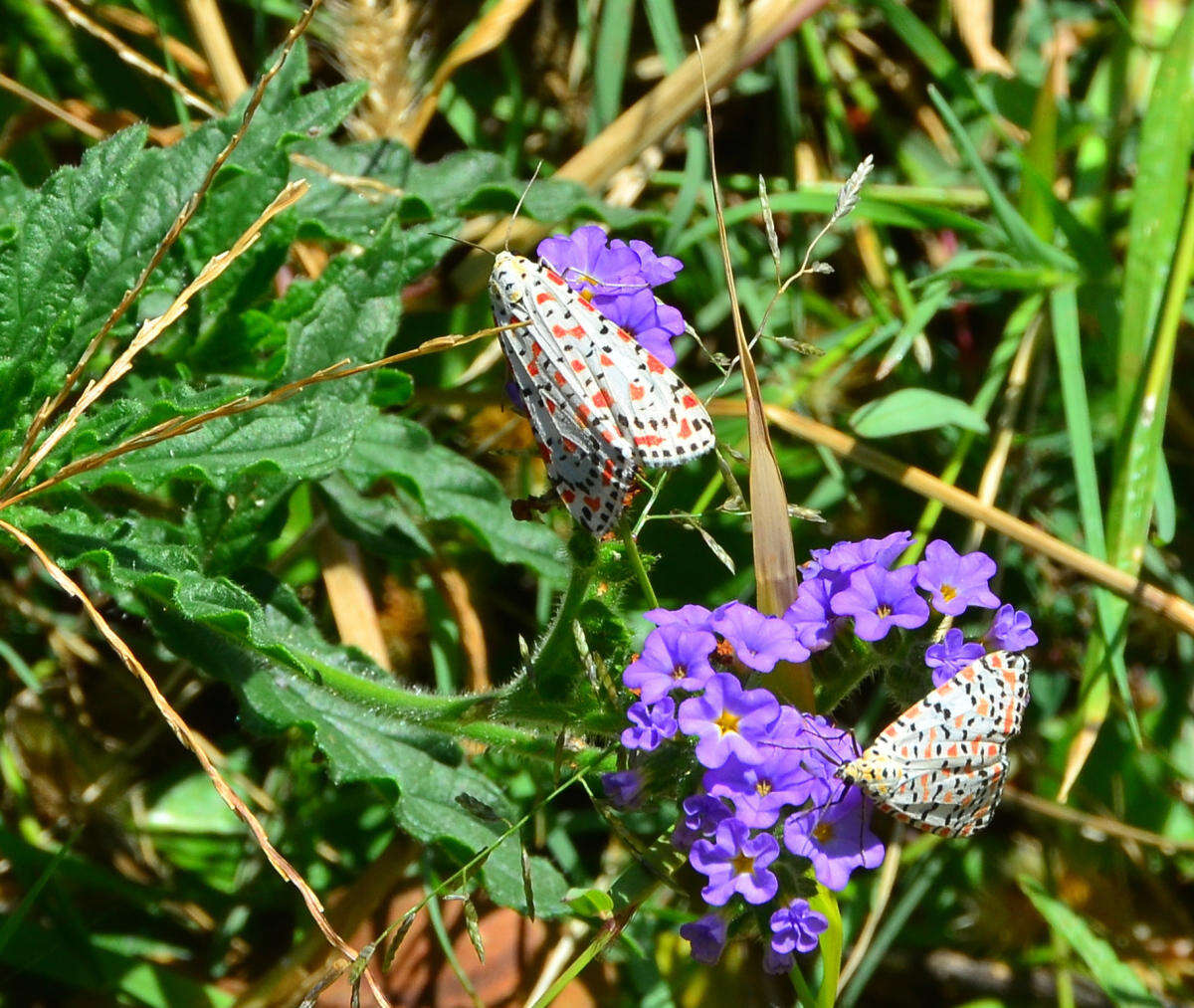 Image of crimson speckled