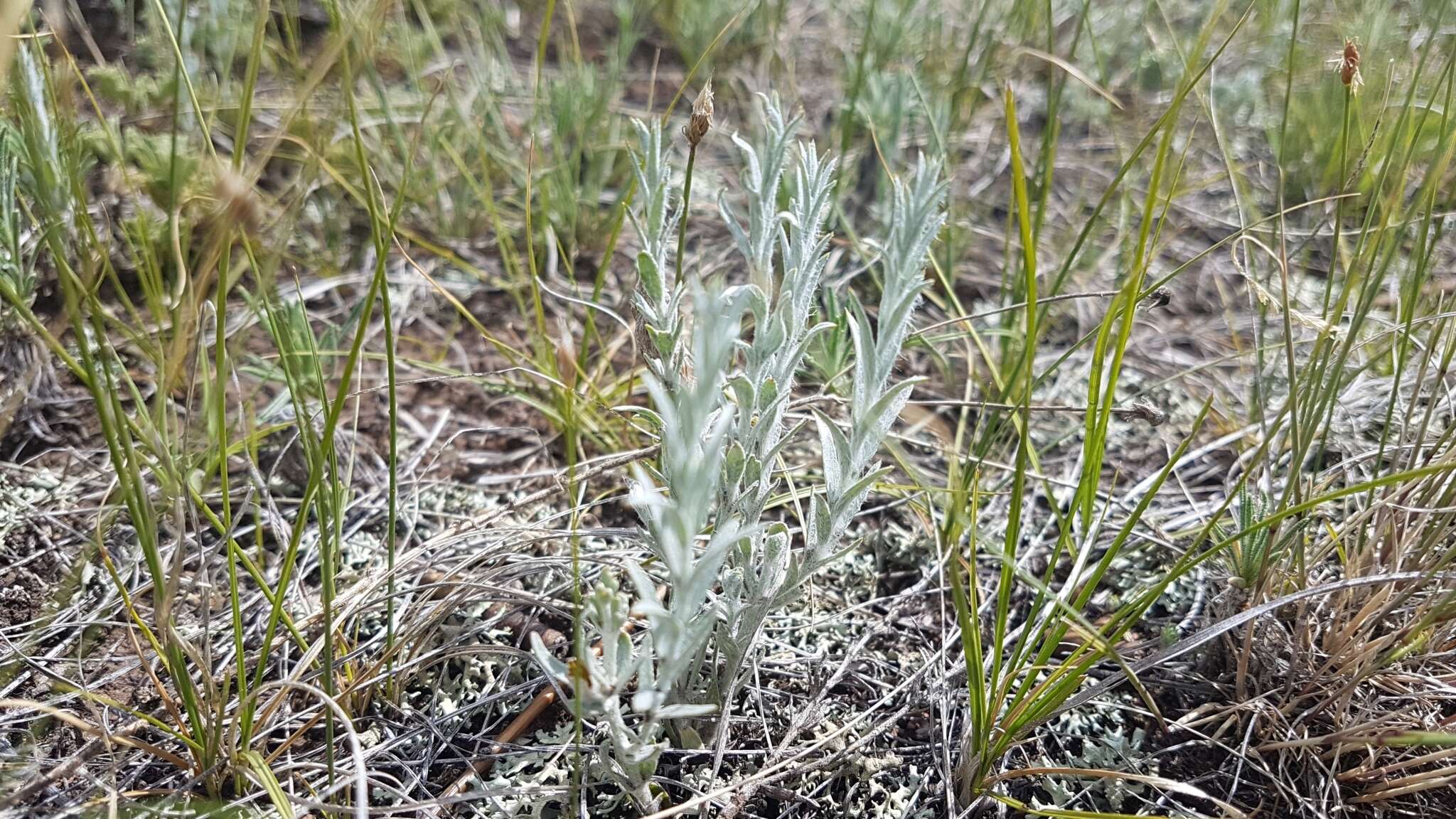 Plancia ëd Cymbaria daurica L.