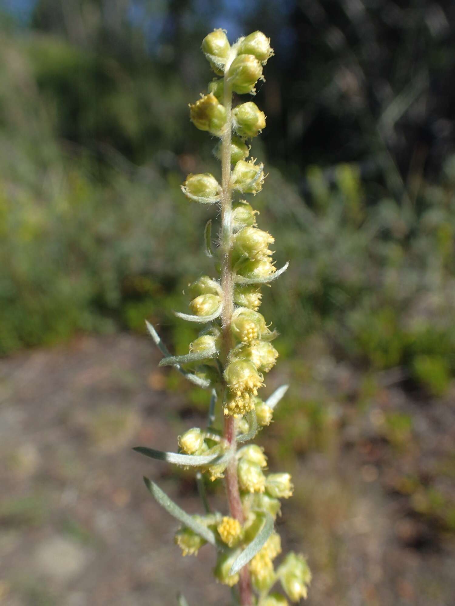 Imagem de <i>Artemisia <i>borealis</i></i> subsp. borealis