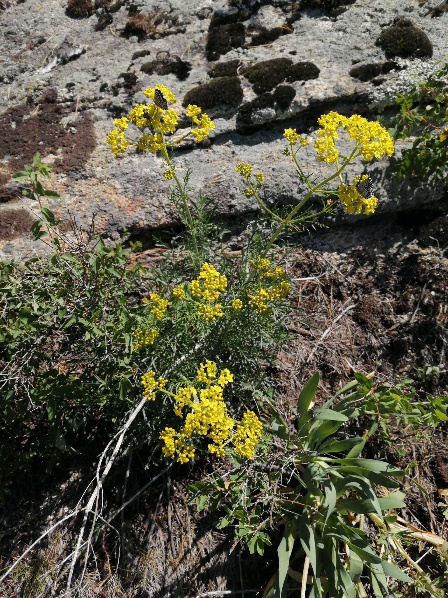 صورة Patrinia intermedia (Hornem.) Roem. & Schult.