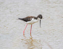 Image of Hawaiian stilt