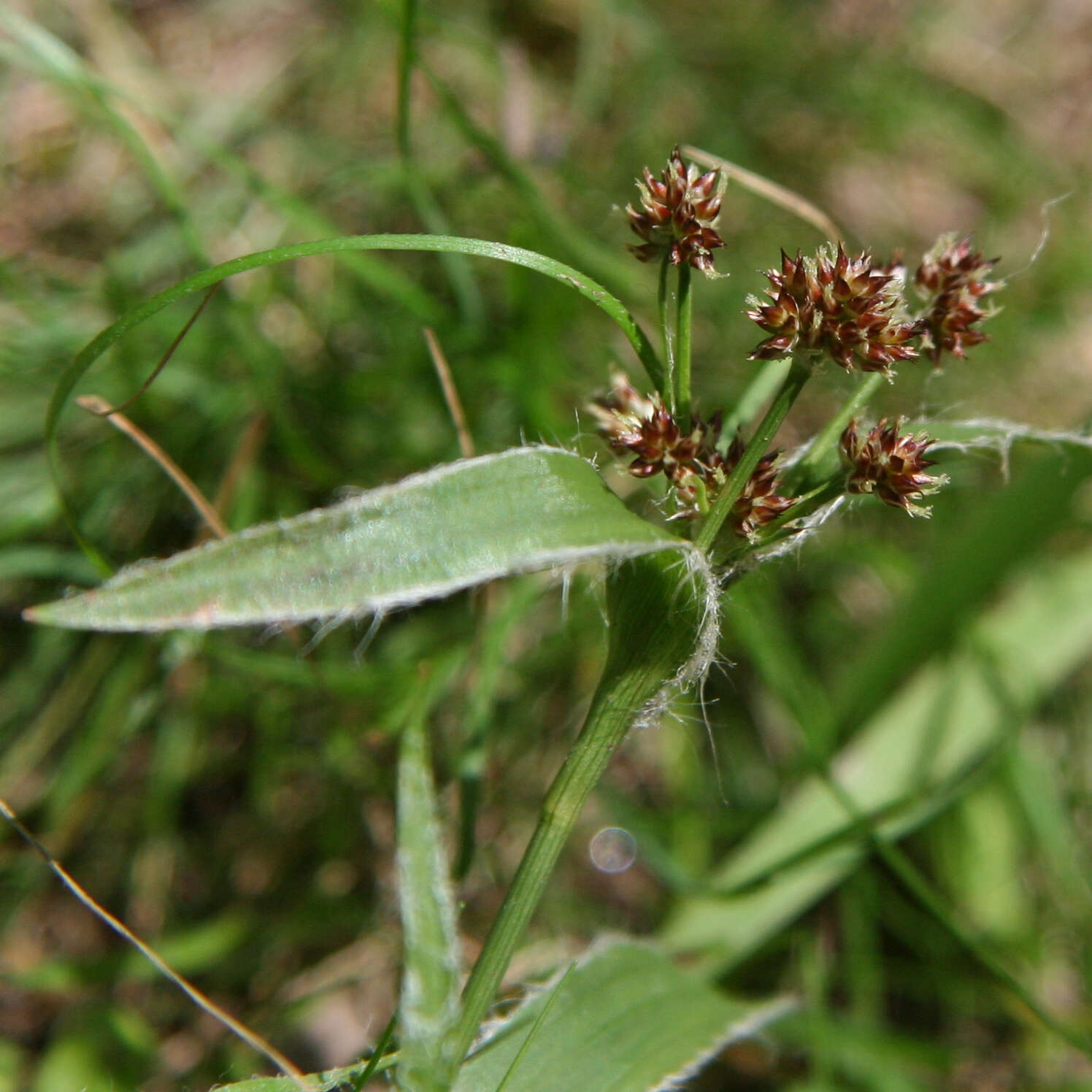 Image de Luzula meridionalis Nordenskiold