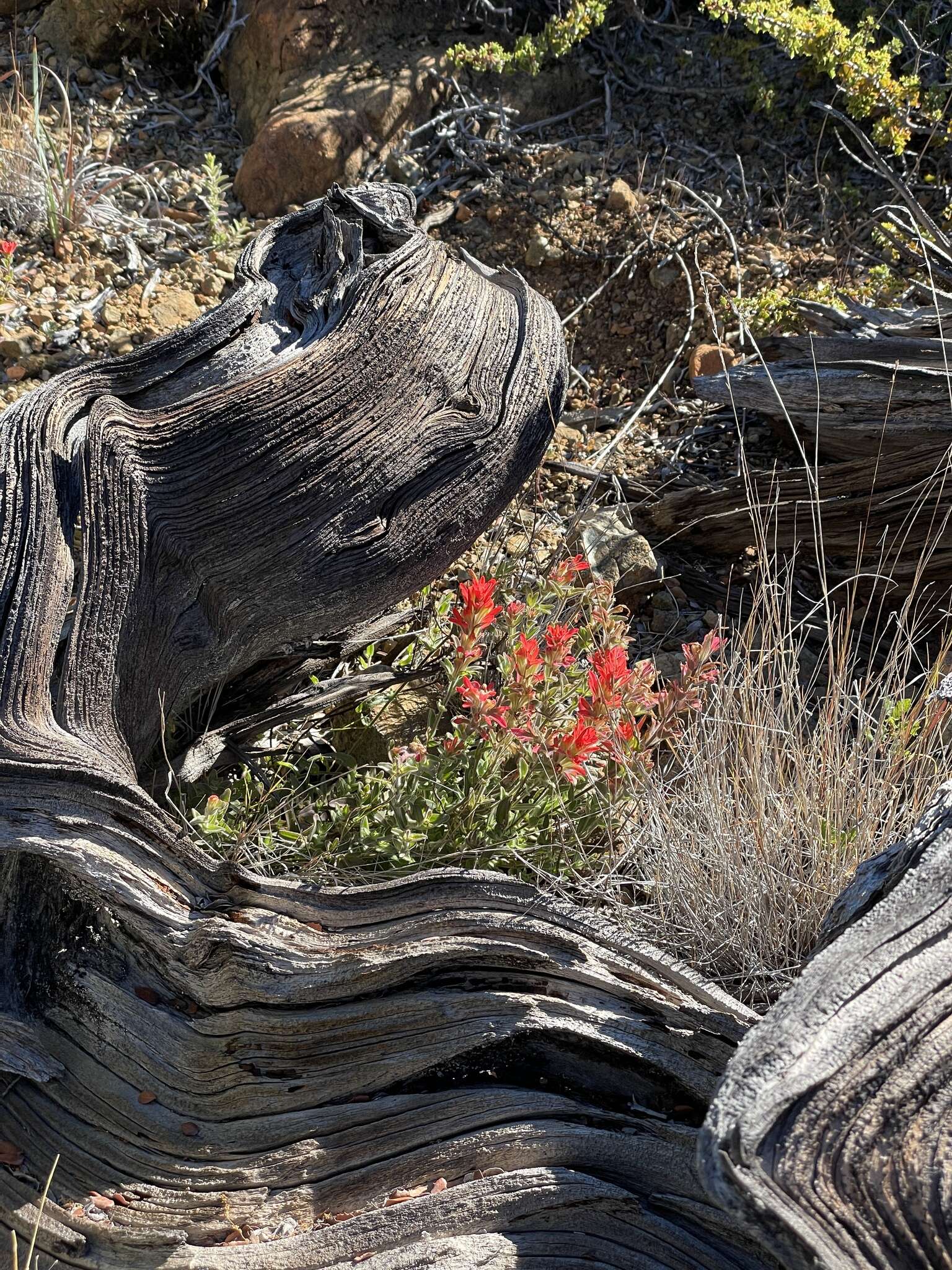 Image de Castilleja martini