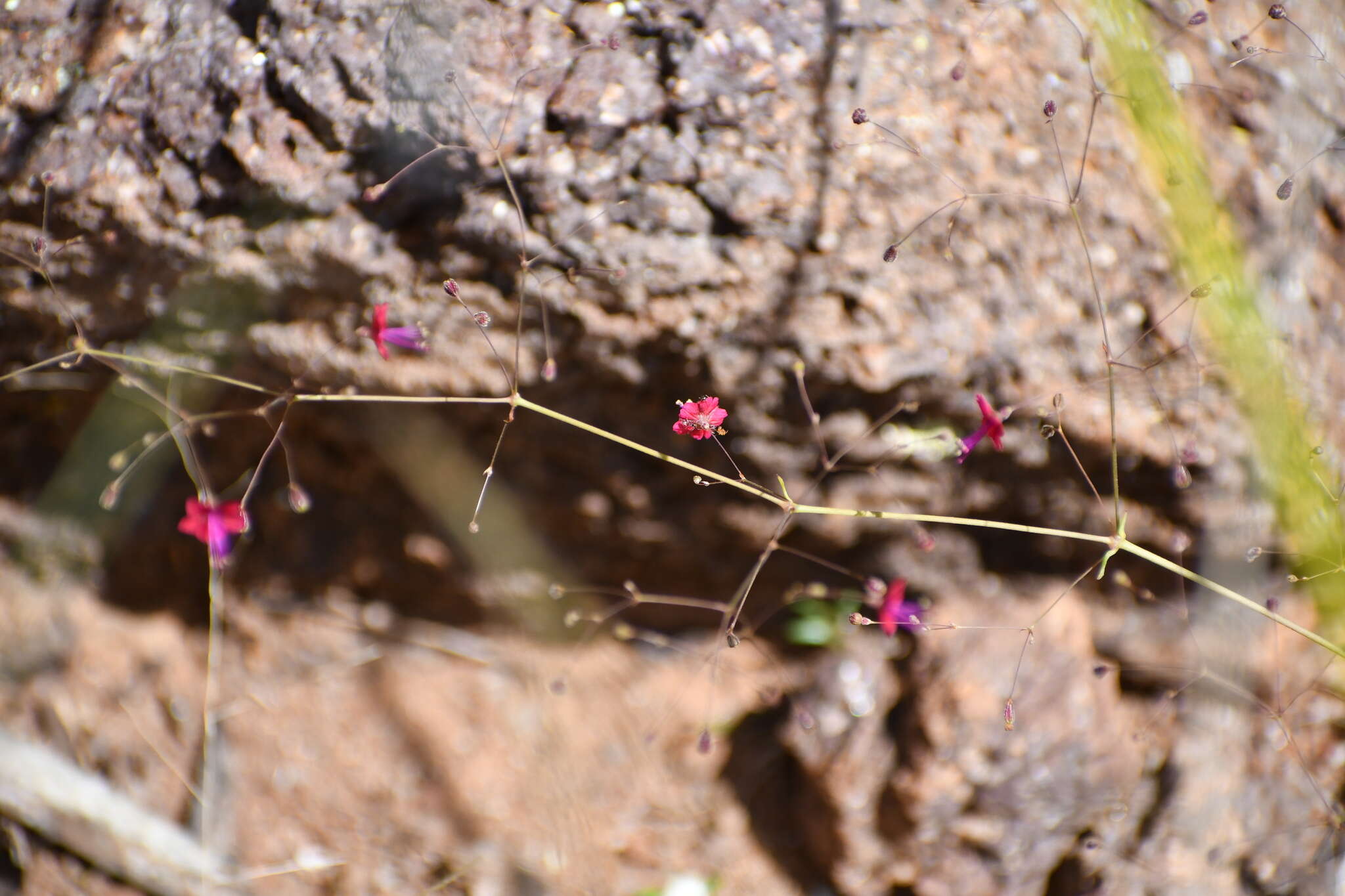 Imagem de Boerhavia gracillima Heimerl