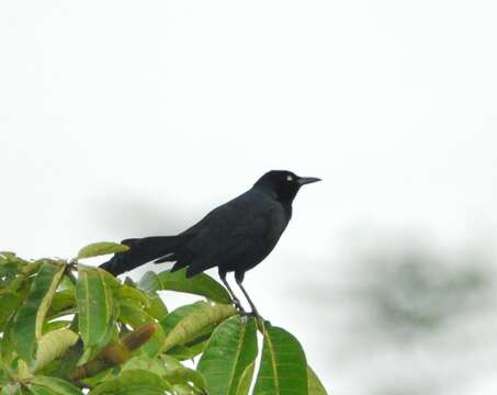 Image of Nicaraguan Grackle