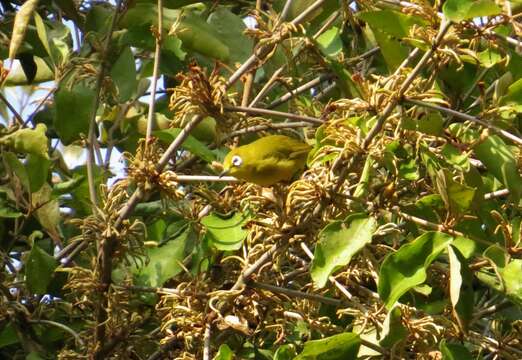 Image of Lemon-bellied White-eye