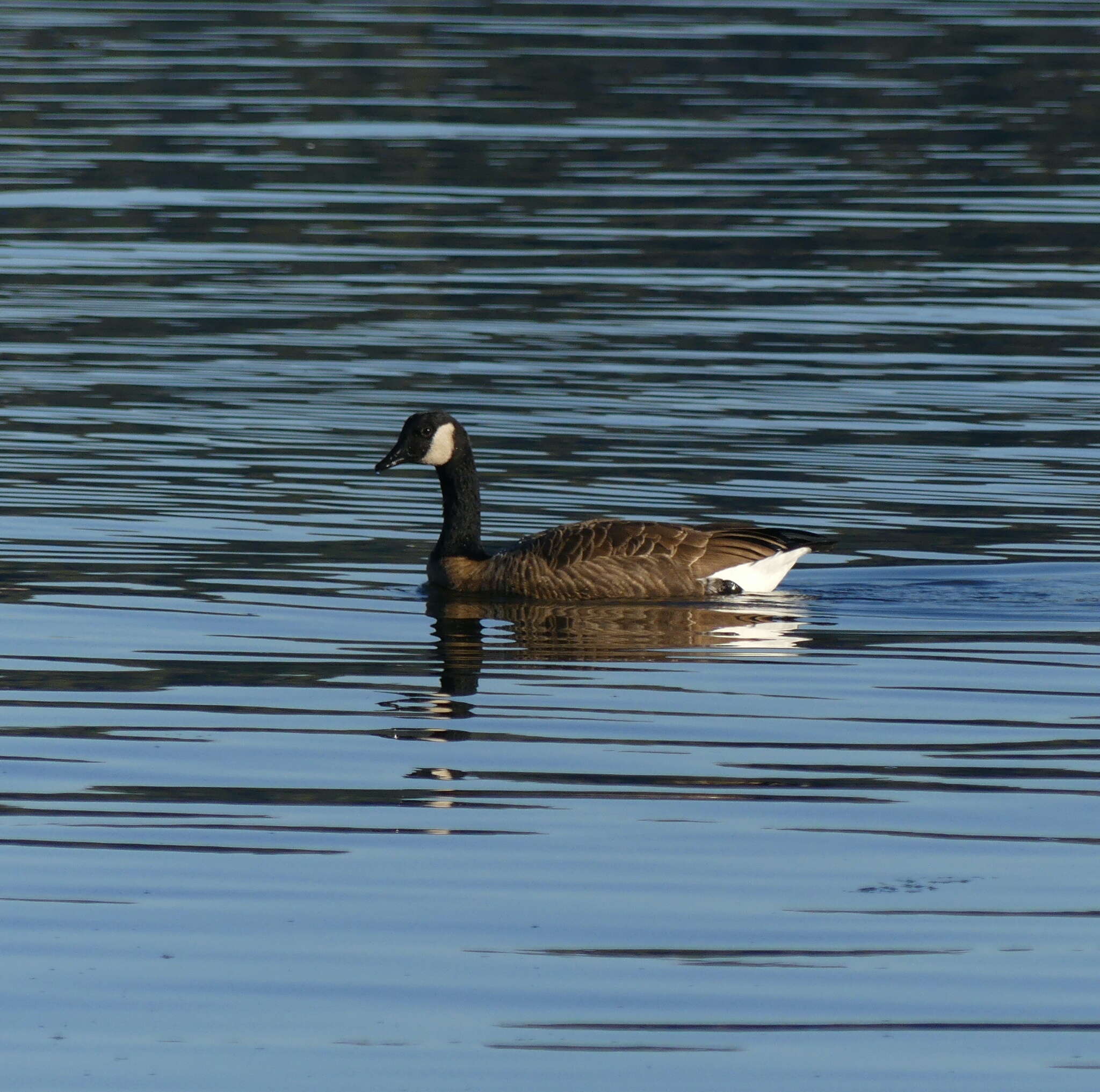 Image of Branta canadensis fulva Delacour 1951